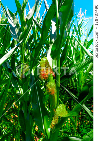 Golden hour sunset over lush green corn field in the tranquil rural countryside 128787490