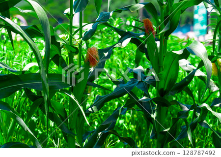Golden hour sunset over lush green corn field in the tranquil rural countryside Golden hour sunset over lush green corn field in the tranquil rural countryside 128787492