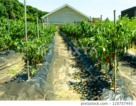 Red pepper grows in the garden, nature. 128787493