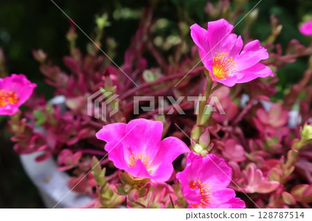 Portulaca Magical Cutie, a flower that is strong in summer Portulaca Magical Cutie, a flower that is strong in summer 128787514
