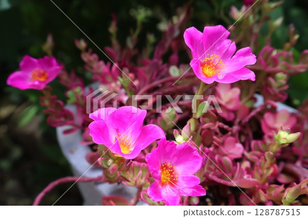 Portulaca Magical Cutie pink flower Portulaca Magical Cutie pink flower 128787515