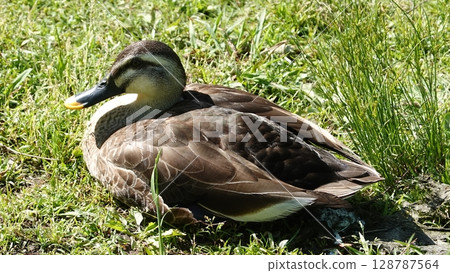 Duck Duck 128787564