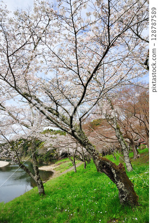Sakurabuchi公園 128787589