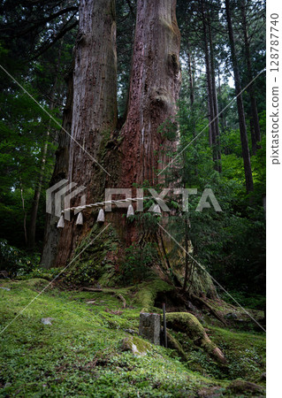 苔蘚的大樹 128787740