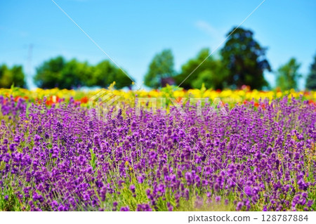 北海道美瑛町風光 128787884