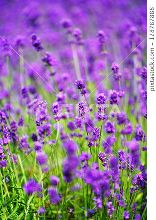 Summer Hokkaido Lavender Field Scenery 128787888