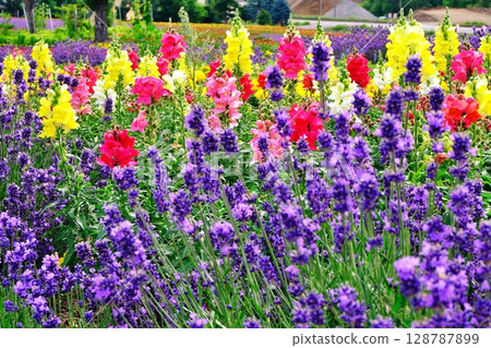 Flower fields in Biei, Hokkaido 128787899