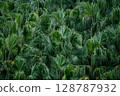 A cluster of Canary Island palms 128787932