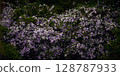 A cluster of Japanese laurels 128787933