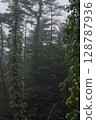 Flowers that wrap around tall trees 128787936