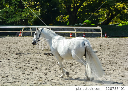 A white horse running comfortably through the riding ground 128788401