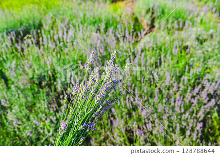 Summer lavender picking 128788644