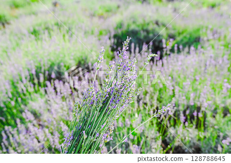 Summer lavender picking 128788645