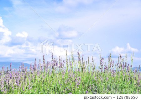 夏日清爽的薰衣草田 128788650
