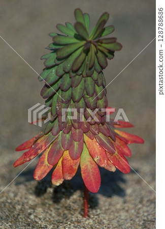 萩草 萩草 128788686