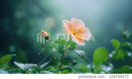 Delicate Pink Flower Blooming Amidst Rain with Green Leaves and Soft Background Blur 128789272