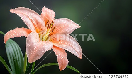 Delicate Pink Flower with Raindrops Against a Soft Green Background Perfect for Nature Lovers Delicate Pink Flower with Raindrops Against a Soft Green Background Perfect for Nature Lovers 128789282