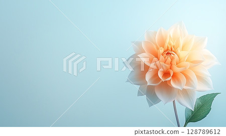 Delicate Orange Flower Blooming Against Soft Blue Background with Gentle Lighting Effects 128789612