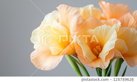 Soft Peach and Cream Blossoms in a Delicate Arrangement on a Gray Background Soft Peach and Cream Blossoms in a Delicate Arrangement on a Gray Background 128789626