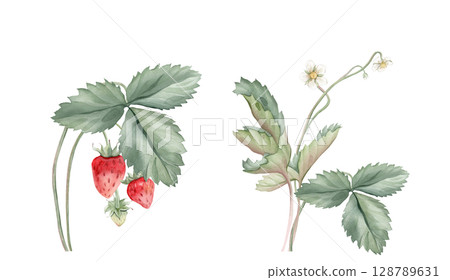 Watercolor set of Wild Strawberry branches. Woodland strawberry plant with leaves and red berries watercolor on isolated background. Vintage hand drawn illustration strawberry branches. Wild berries. 128789631