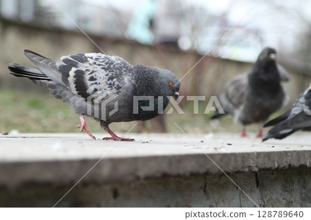 Pigeons on the streets of the city. Pigeons on the streets of the city. 128789640