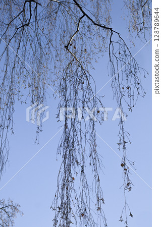 A birch branch with earrings against a blue sky. 128789644