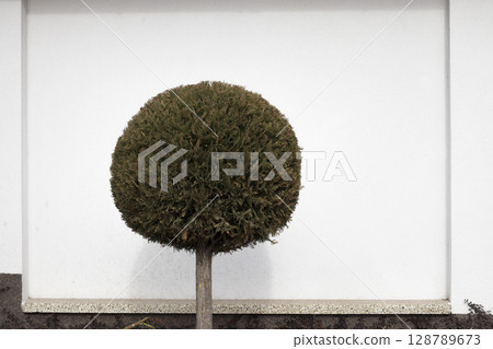 Stemmed thuja in the shape of a ball. 128789673