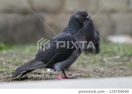 Pigeons on the streets of the city. 128789690