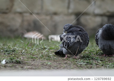 Pigeons on the streets of the city. 128789692