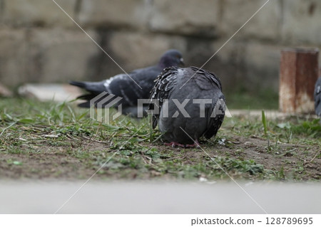 Pigeons on the streets of the city. 128789695