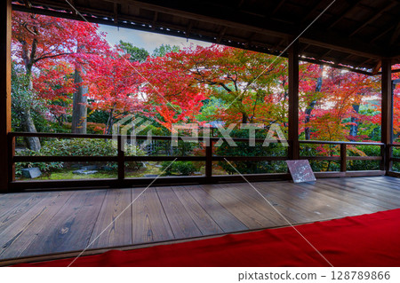 View of autumn leaves from a Japanese-style room at Daihoin Temple 128789866
