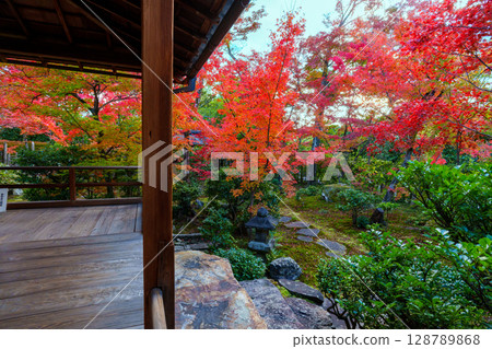 View of autumn leaves from a Japanese-style room at Daihoin Temple 128789868