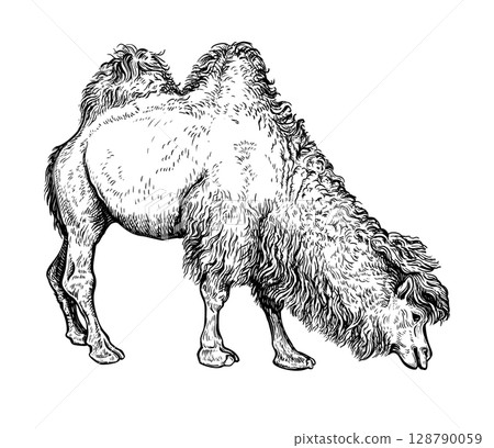Camel handdrawn sketch 3 128790059