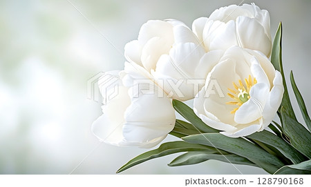 Delicate White Tulips Blooming Gracefully in Soft Light with Green Leaves Background 128790168