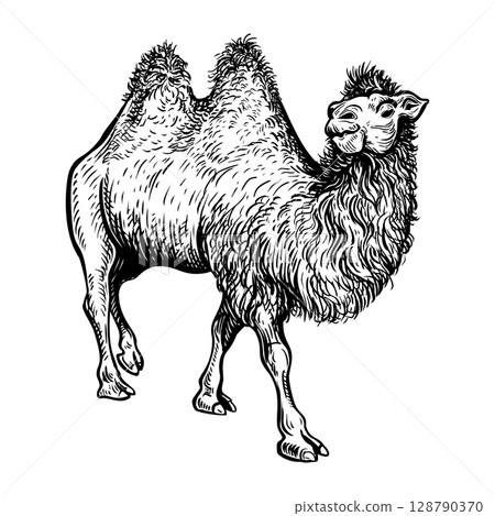 Camel handdrawn sketch 4 128790370