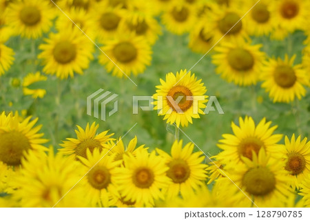 Sunflower field in full bloom 128790785