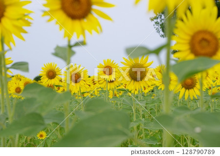 與夏天花的風景 與夏天花的風景 128790789