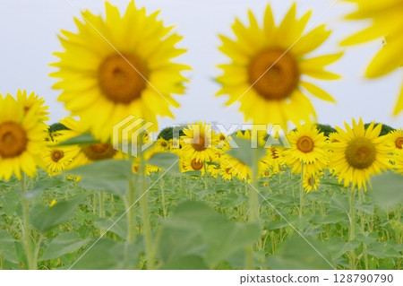 說到夏天的花朵,黃色的向日葵 說到夏天的花朵,黃色的向日葵 128790790