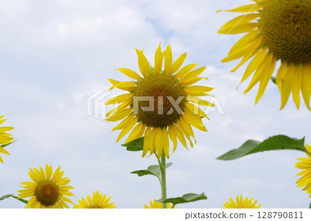 Sunflower looking up at the sky Sunflower looking up at the sky 128790811