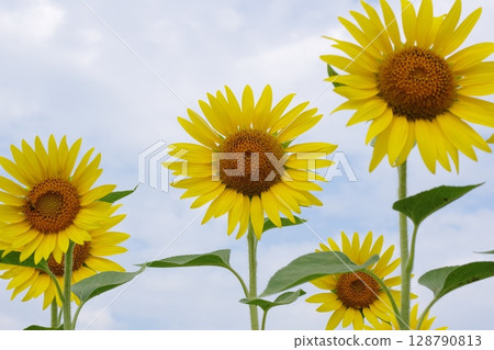 Sunflower blooming towards the sun Sunflower blooming towards the sun 128790813