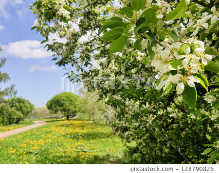 Horizontal photo of a flowering tree in close-up against a field of dandelions. Sunny photo of a landscape in a park in St. Petersburg 128790826