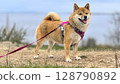 Adorable red Shiba Inu dog happily walking on lush green gras 128790892