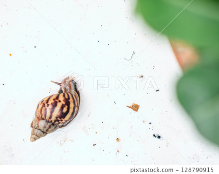 Africa Land Snail on white background. 128790915