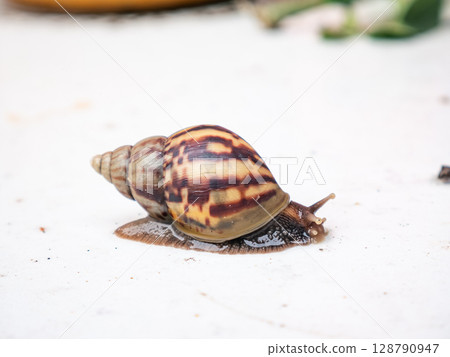 Africa Land Snail on white background. 128790947