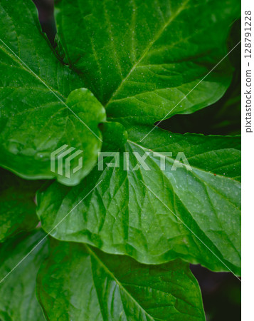 Greenery background of nature plant and leaf Greenery background of nature plant and leaf 128791228