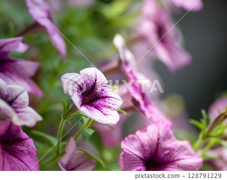 Petunia flower in in summer meadow. 128791229