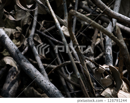 Natural dry leaves. Dead tree branches. nature wallpaper texture background. Natural dry leaves. Dead tree branches. nature wallpaper texture background. 128791244