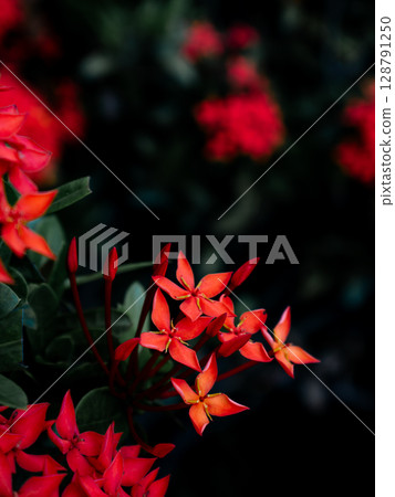 Red West Indian Jasmine or Ixora flower nature view decoration background texture. 128791250
