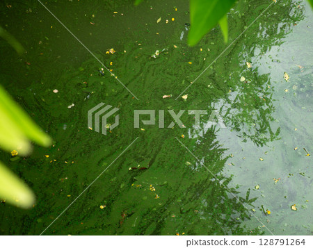Blooming blue-green algae environmental water pollution problem. Blooming blue-green algae environmental water pollution problem. 128791264