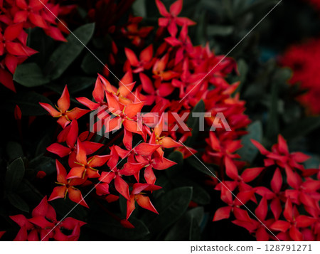 Red West Indian Jasmine or Ixora flower nature view decoration background texture. Red West Indian Jasmine or Ixora flower nature view decoration background texture. 128791271
